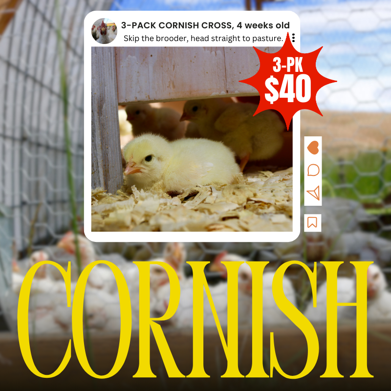 Pasture-Ready Cornish Cross – 3-Pack (4 Weeks Old, Available June)