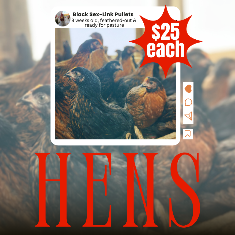 Live-Birds. Pullets $25 Pick up on Farm in Lexington Oregon