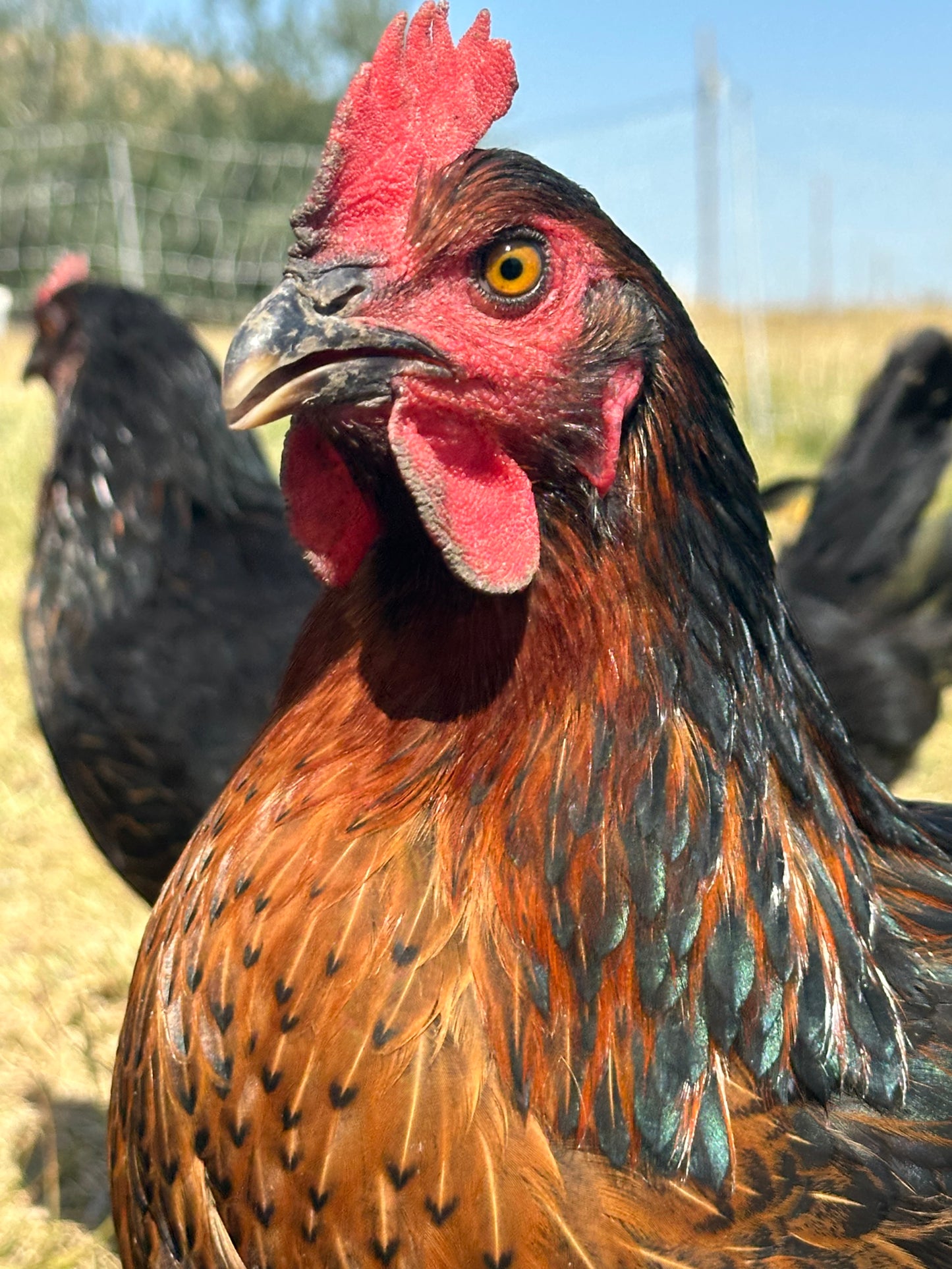 Pasture-Raised Eggs